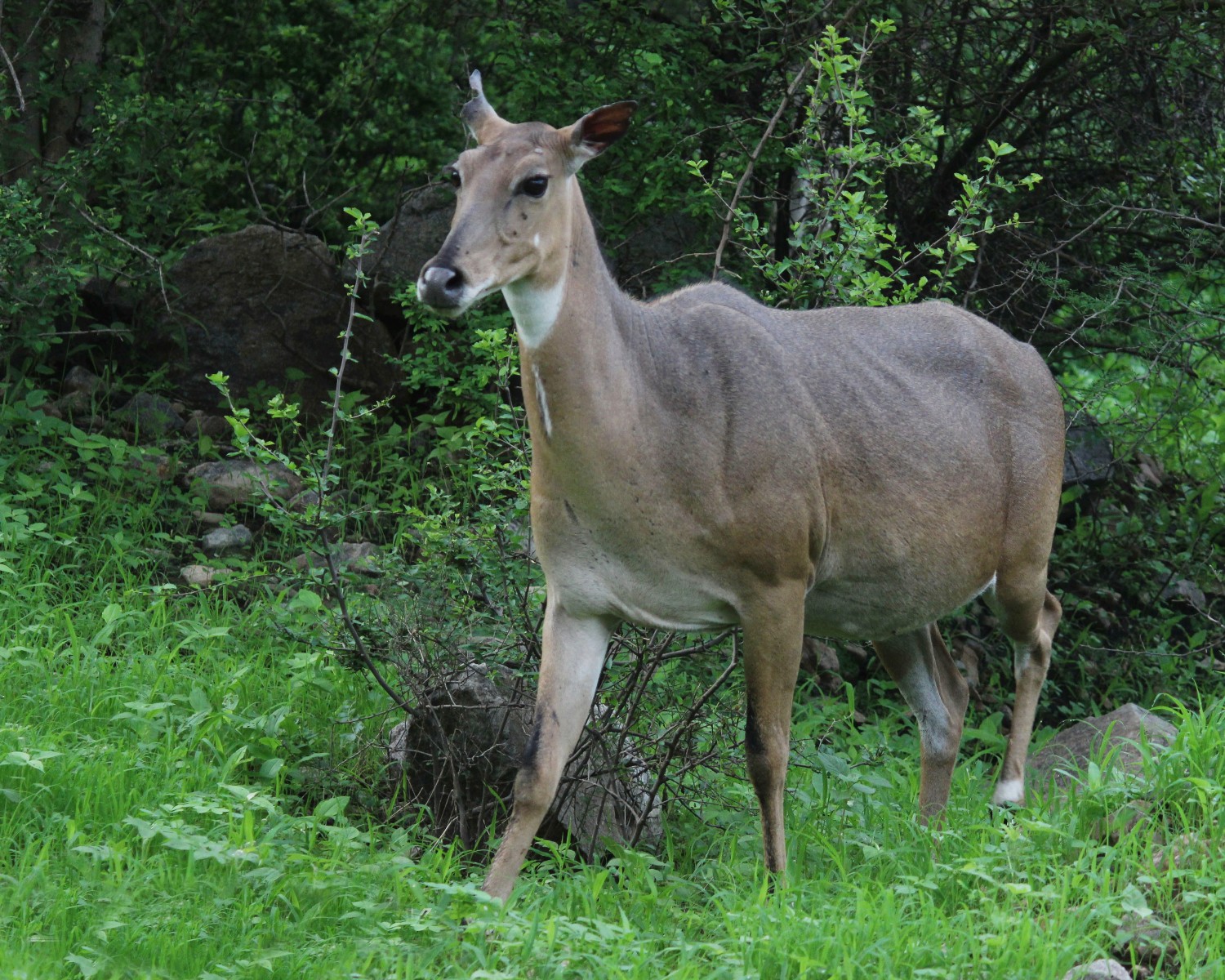 Gautan Narang