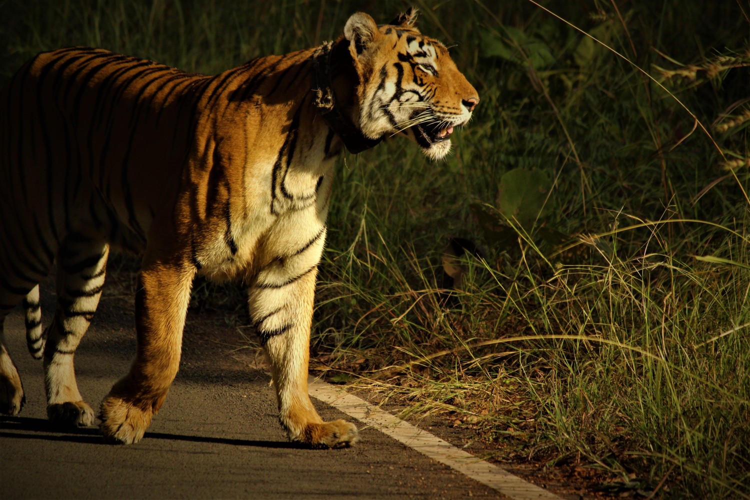 Shiva Verma