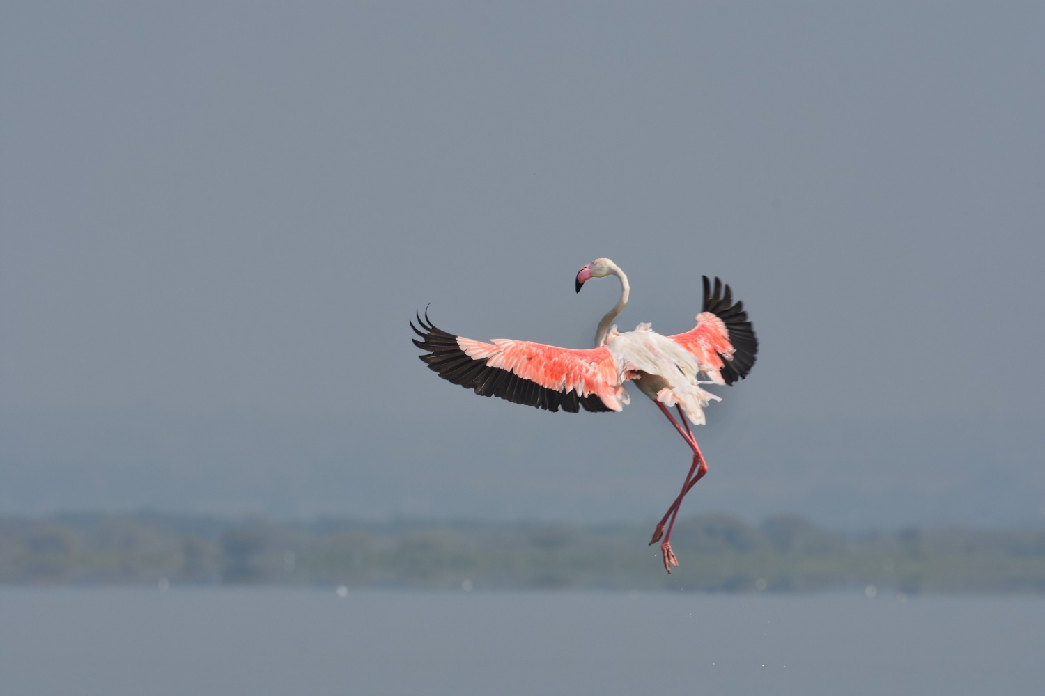 Nilesh Randive