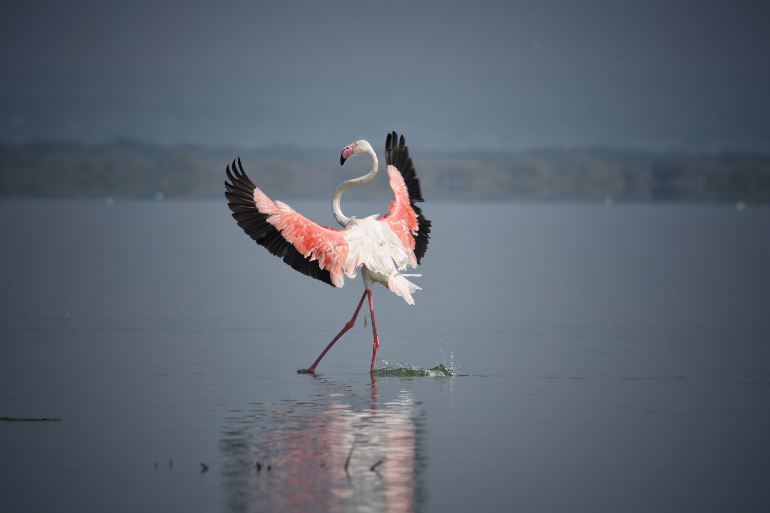 Nilesh Randive