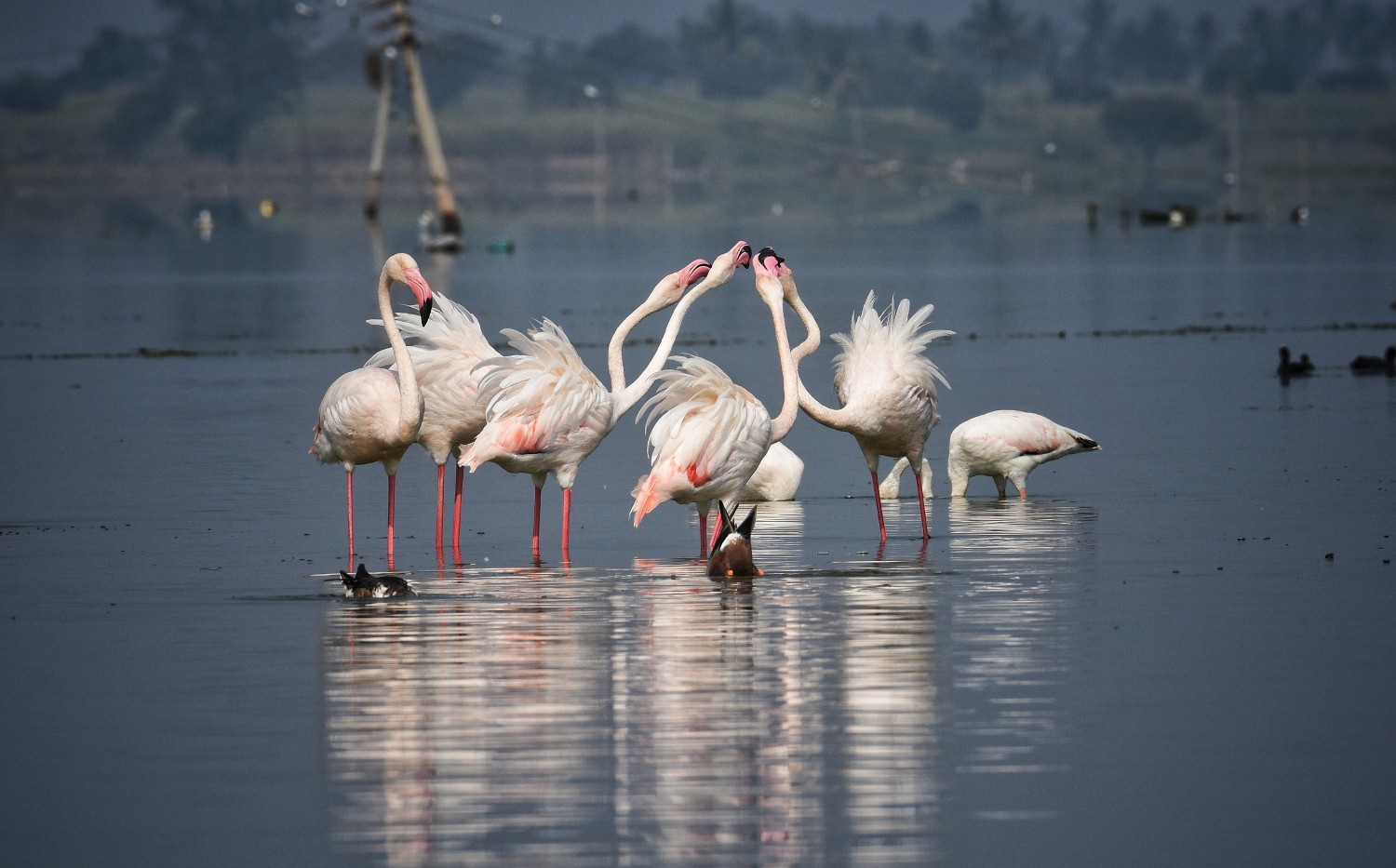 Nilesh Randive
