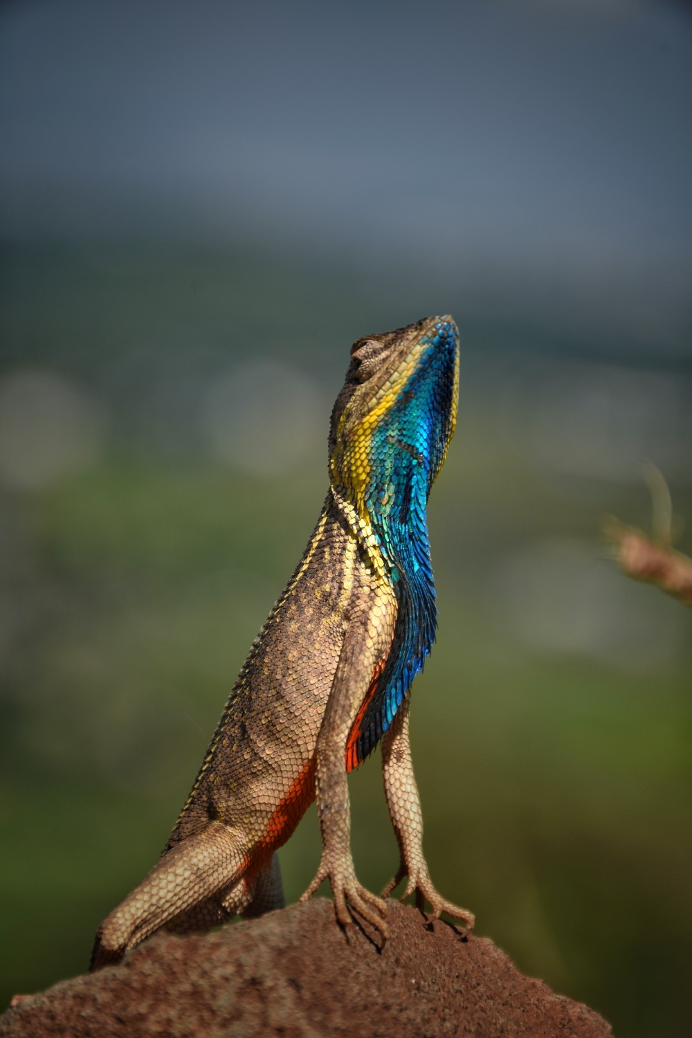 Nilesh Randive