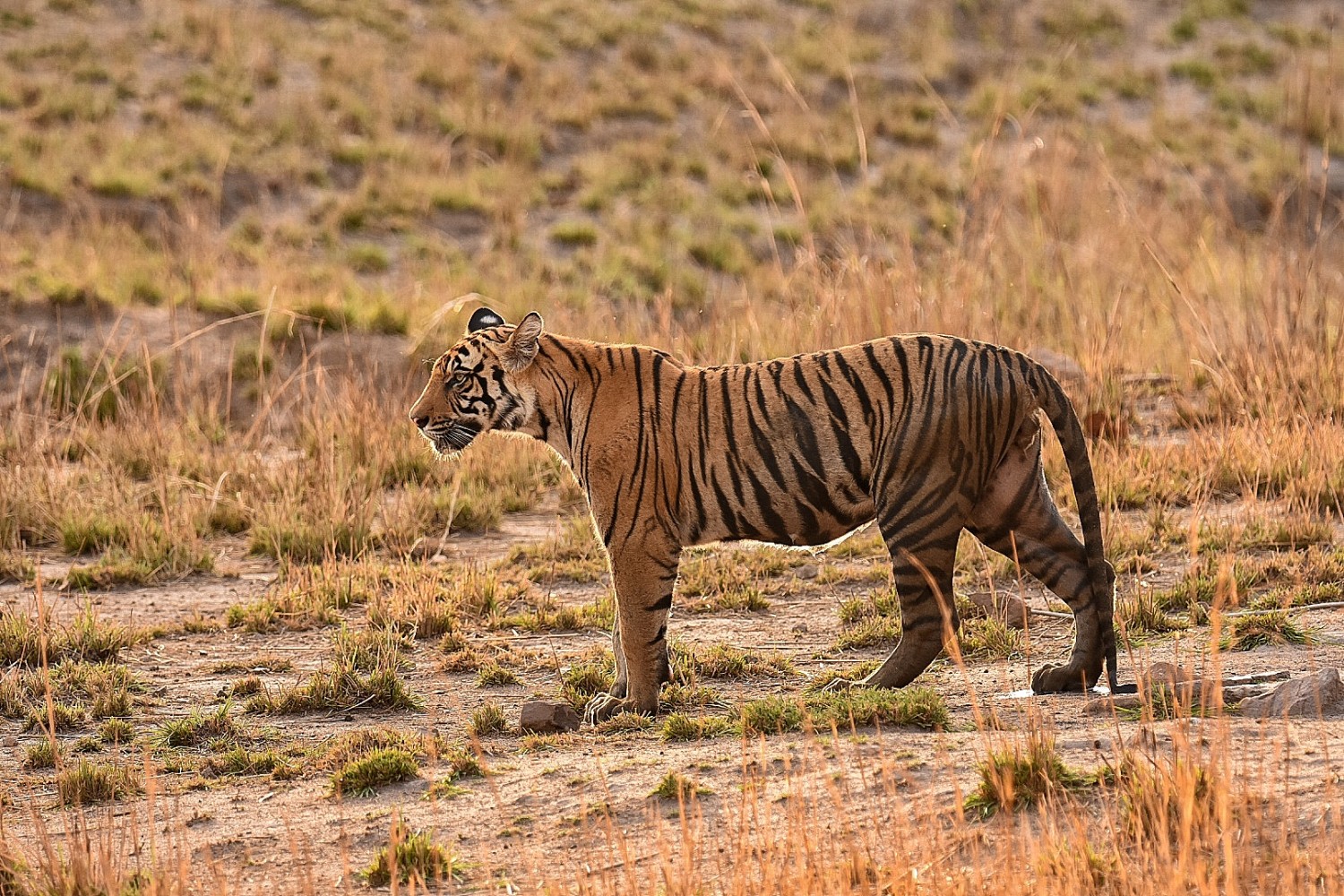 Nilesh Randive