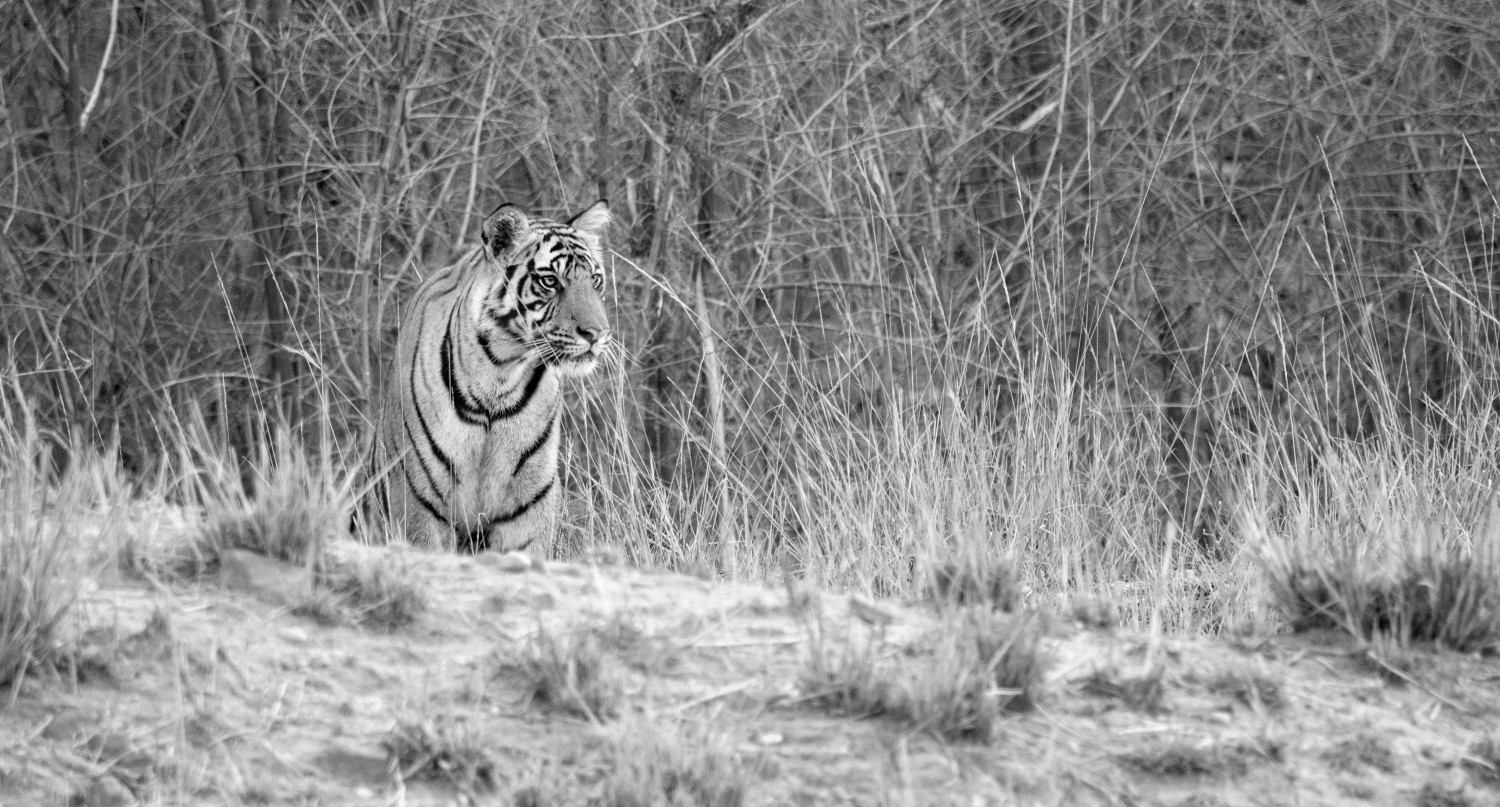 Nilesh Randive