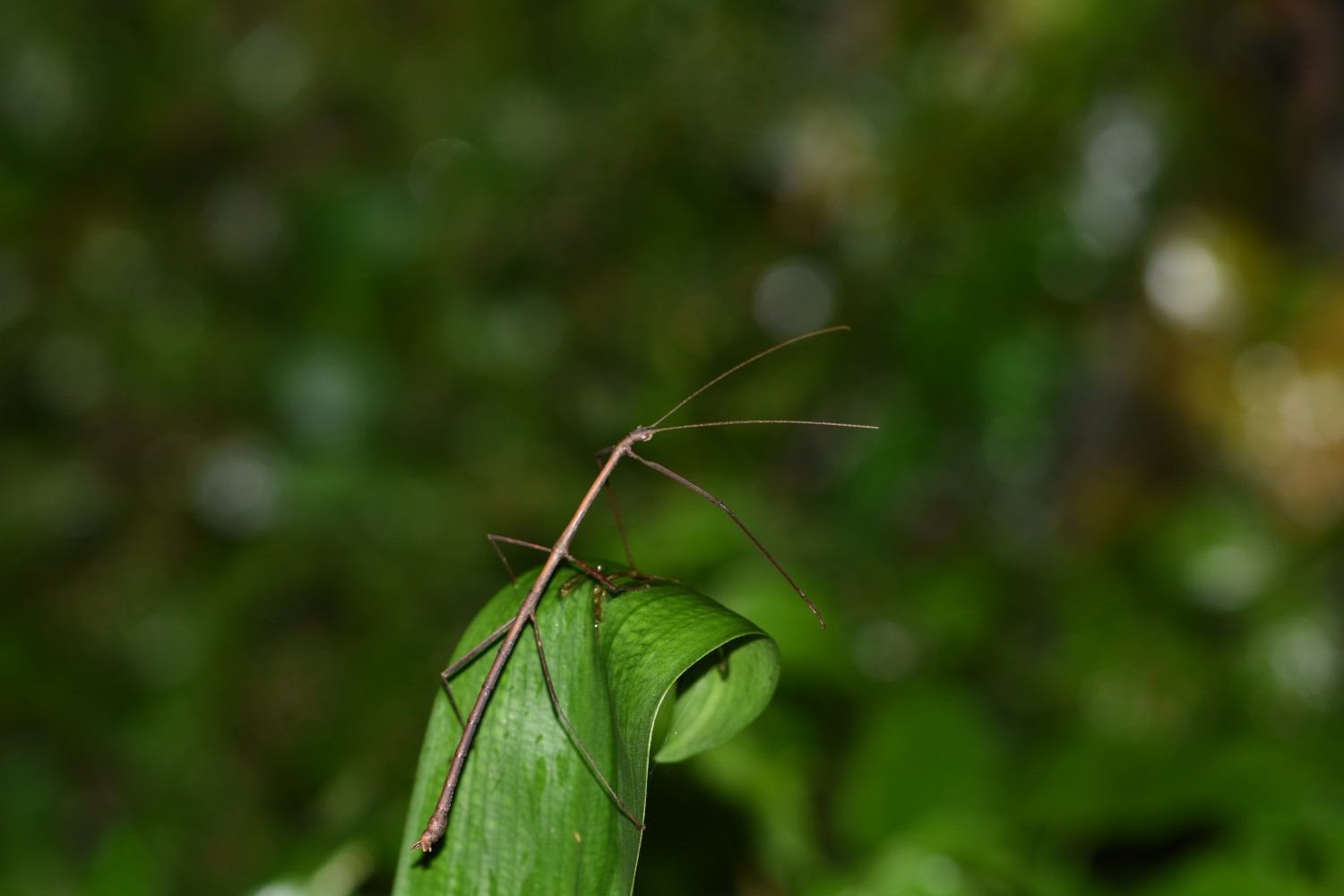 Saurabh Bhattacharyya 
