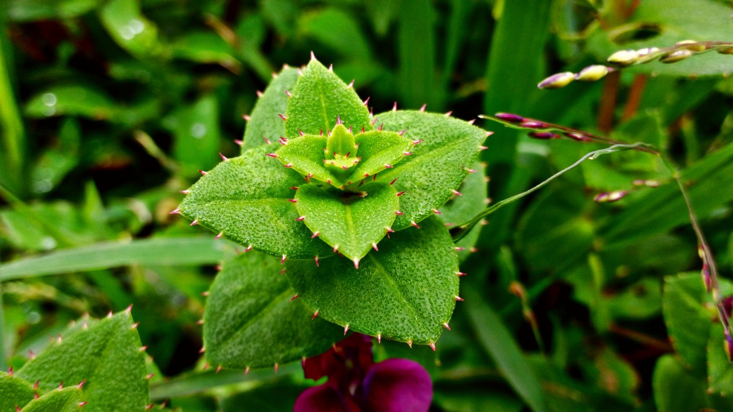 Manasi Jagtap