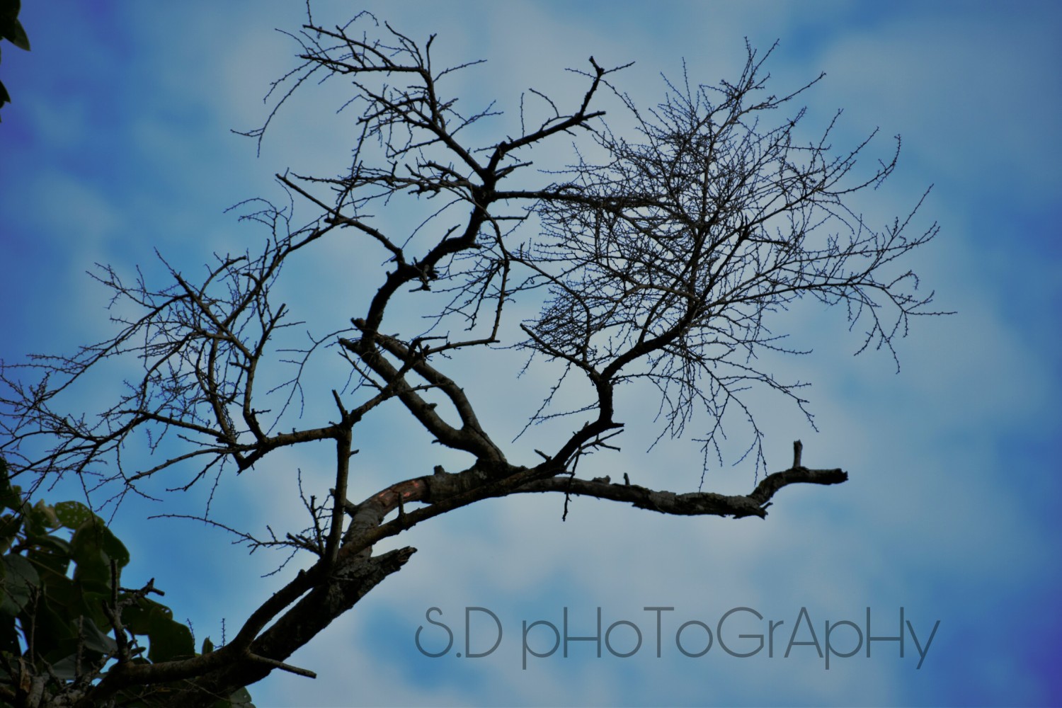 SD Photography