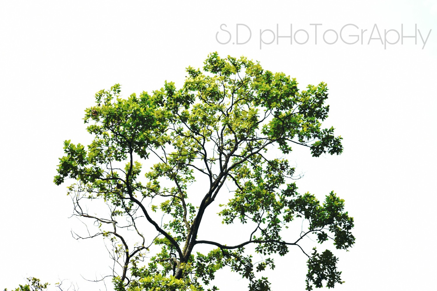 SD Photography