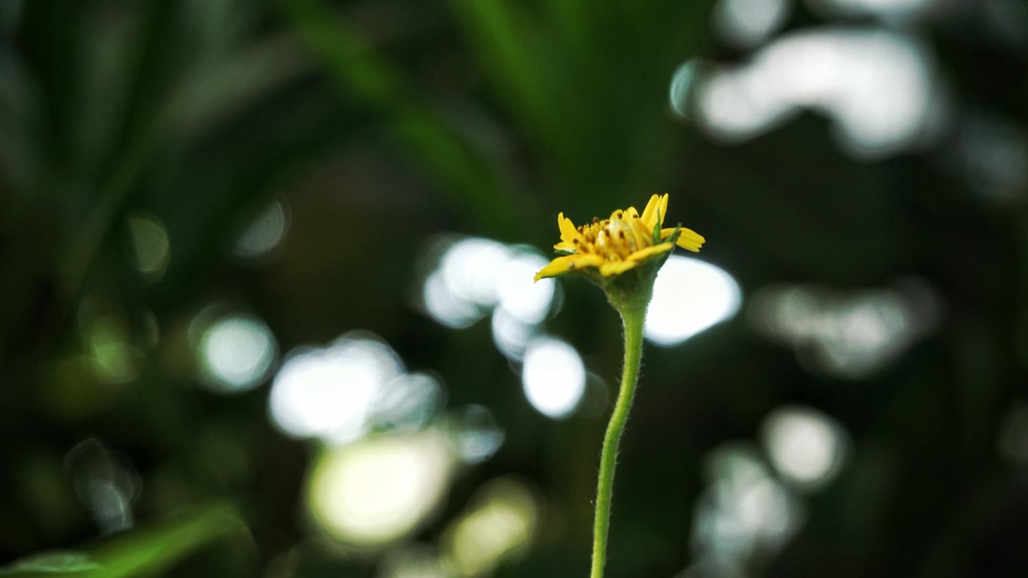 Dipali Modhvadia