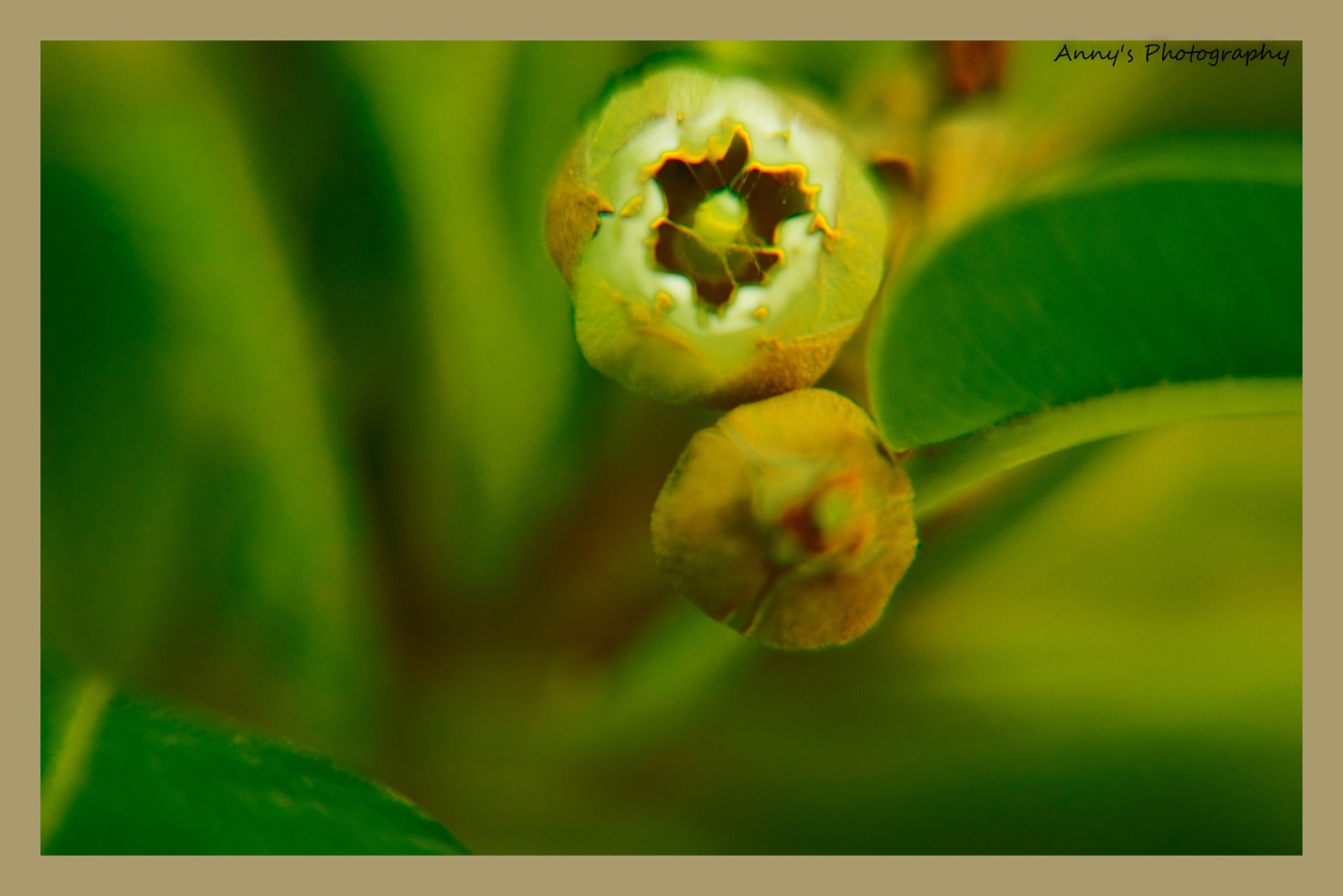 Anil (annyphotography) 