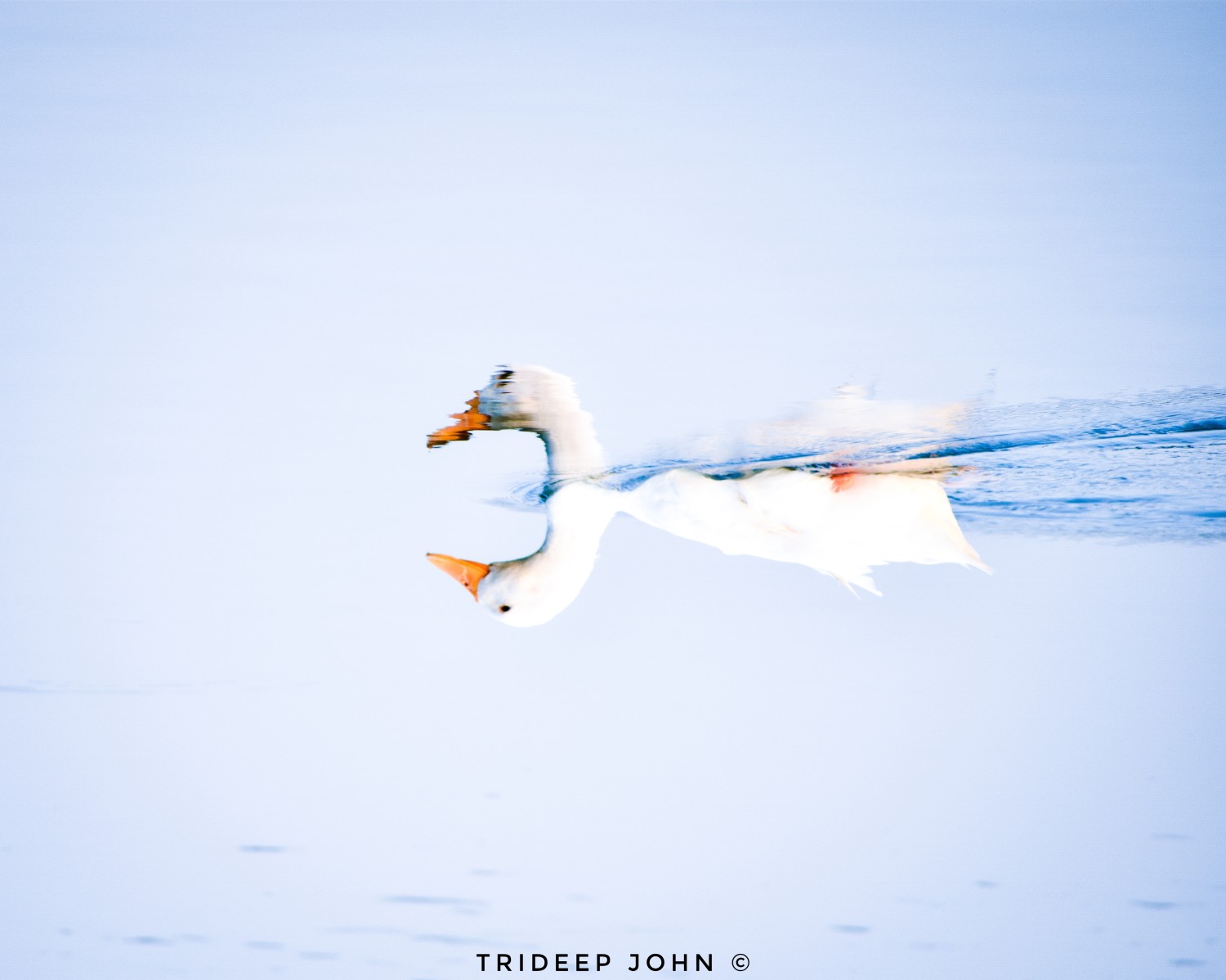 Trideep John