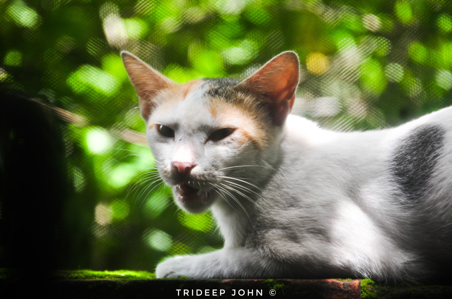 Trideep John