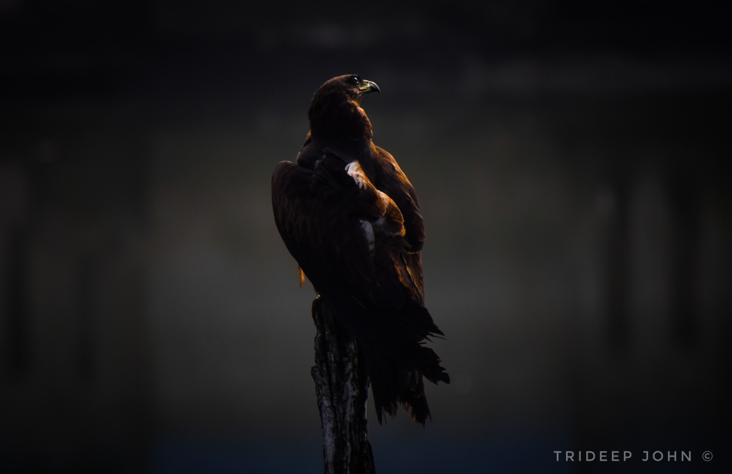 Trideep John