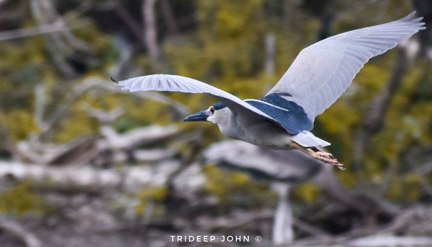 Trideep John