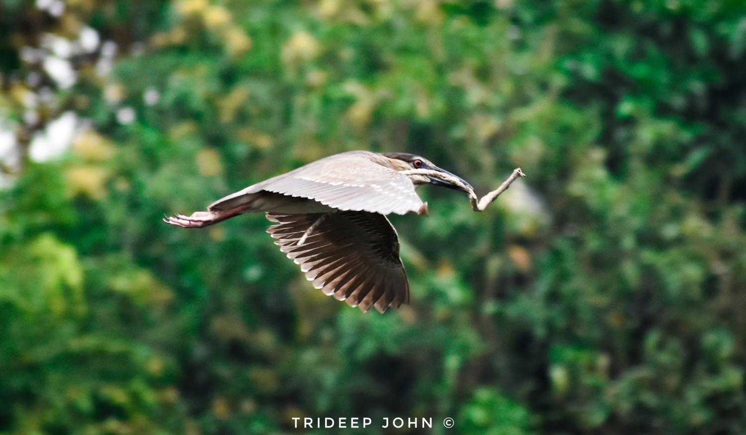 Trideep John