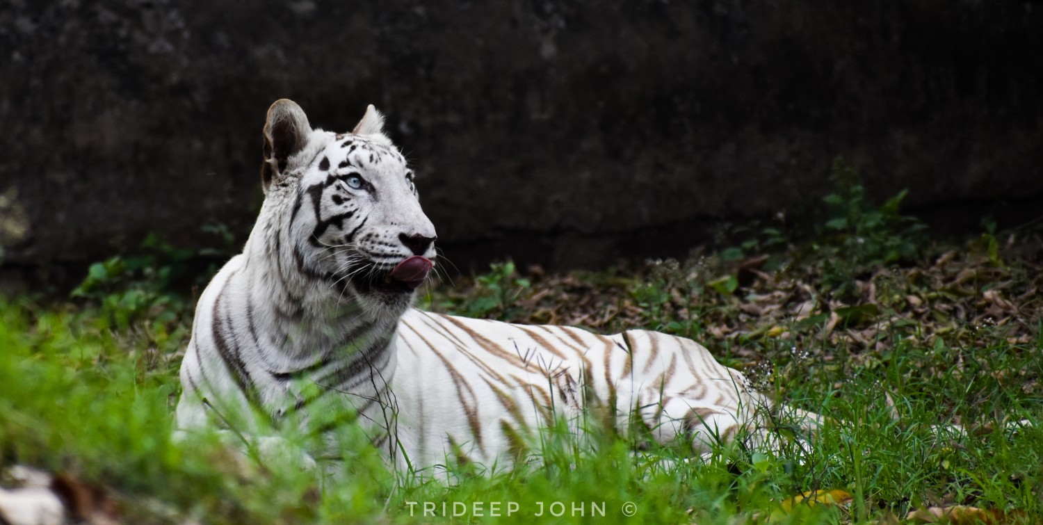 Trideep John