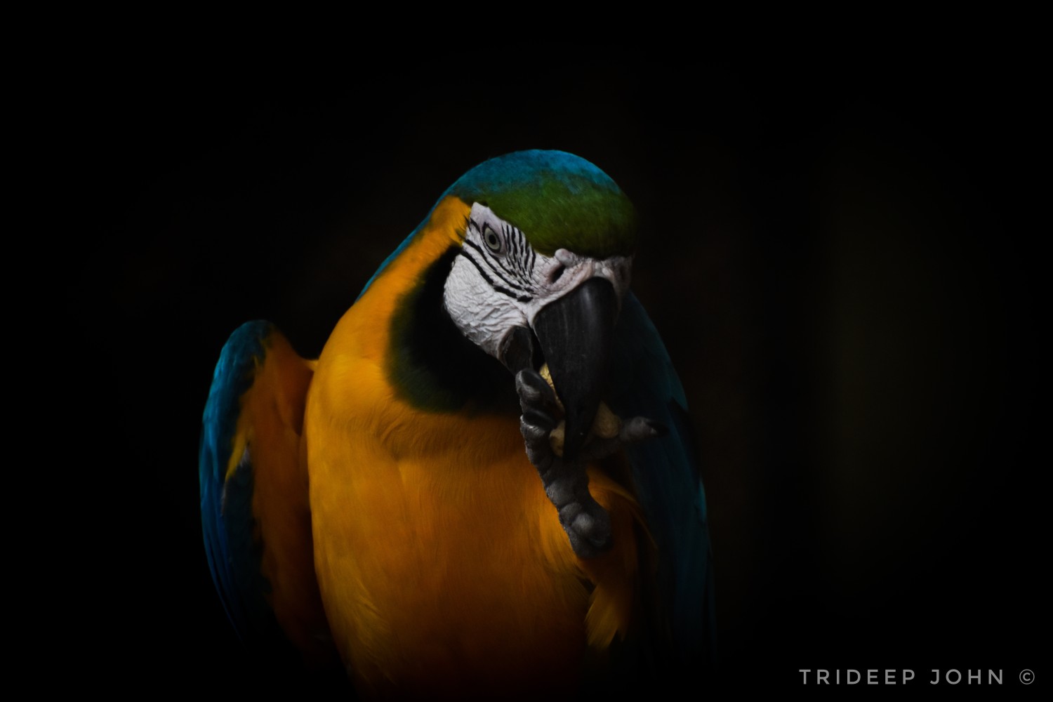 Trideep John