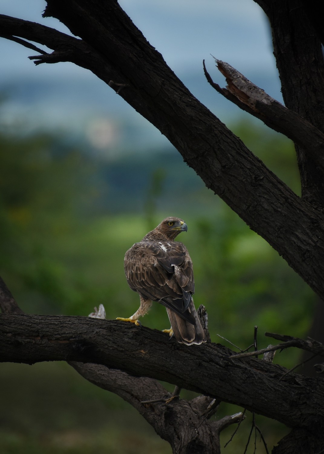 Anand Deshpande