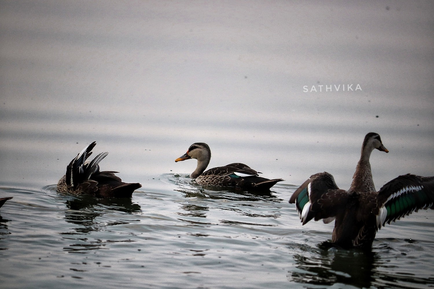 Sathvika Motukuri