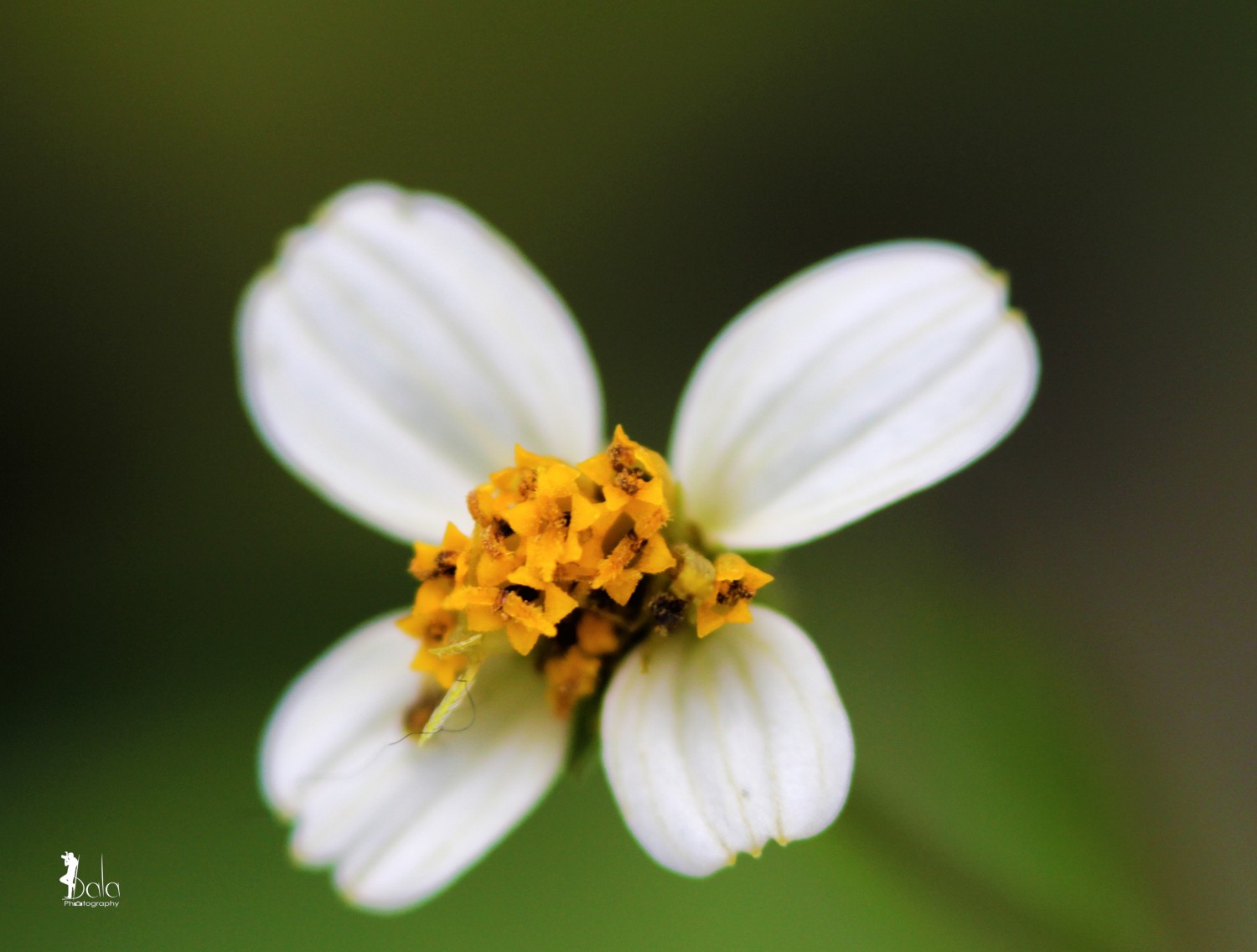 Bala Photography