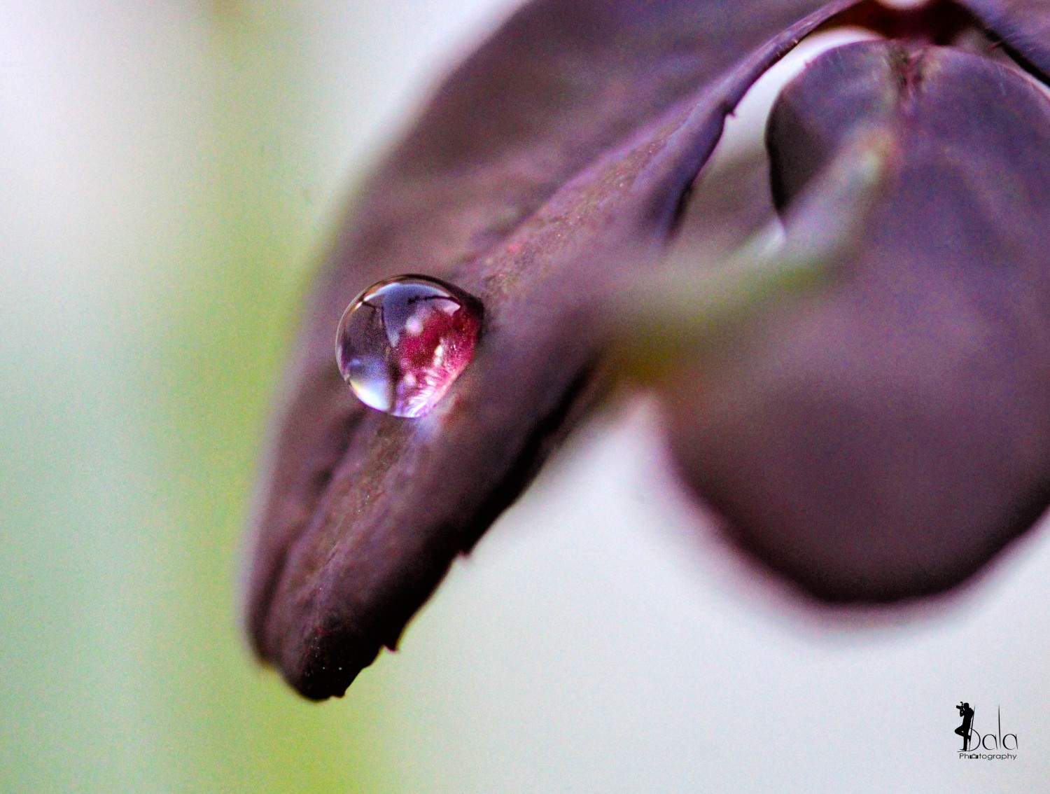 Bala Photography