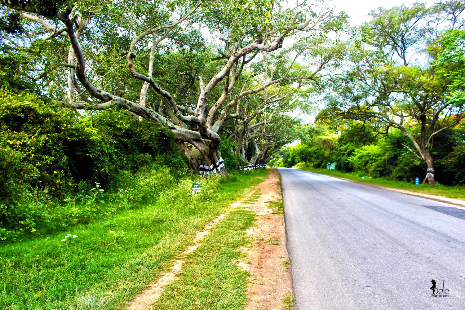 Bala Photography