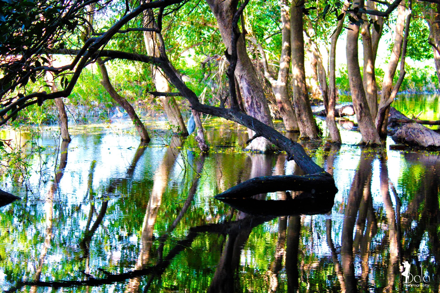 Bala Photography