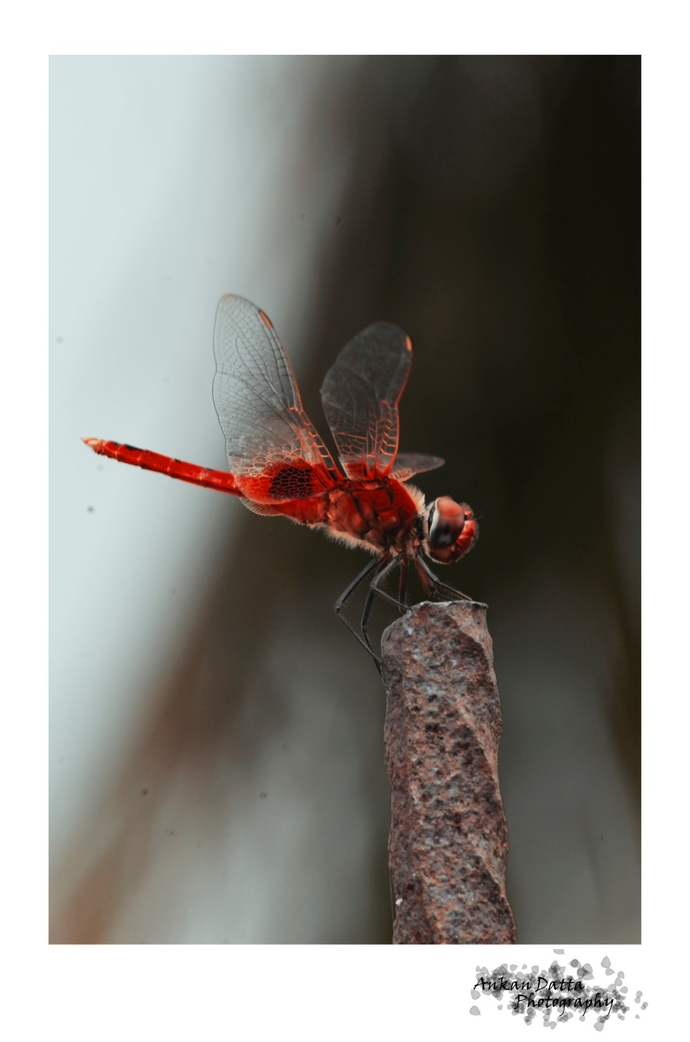 Ankan Datta