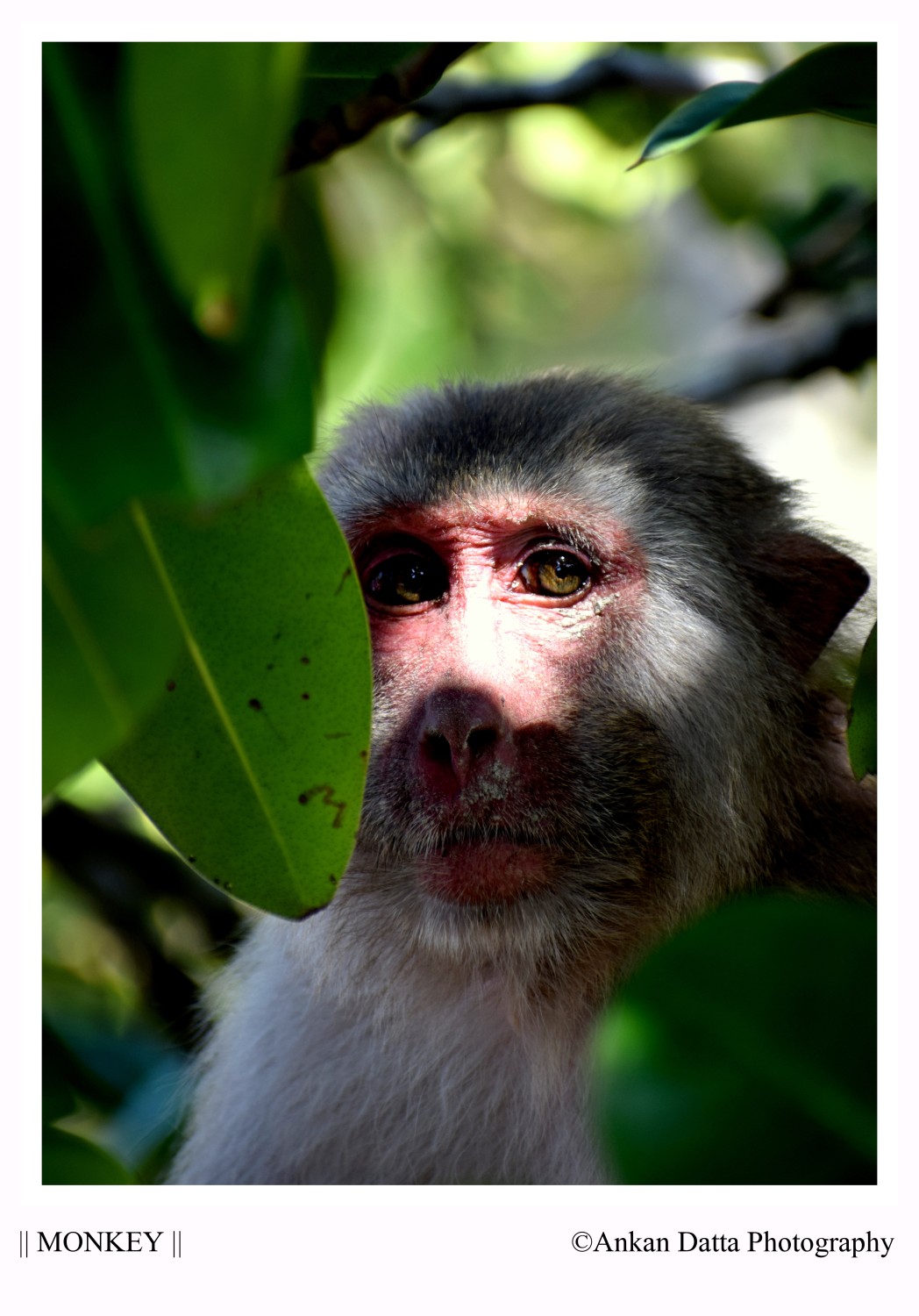 Ankan Datta