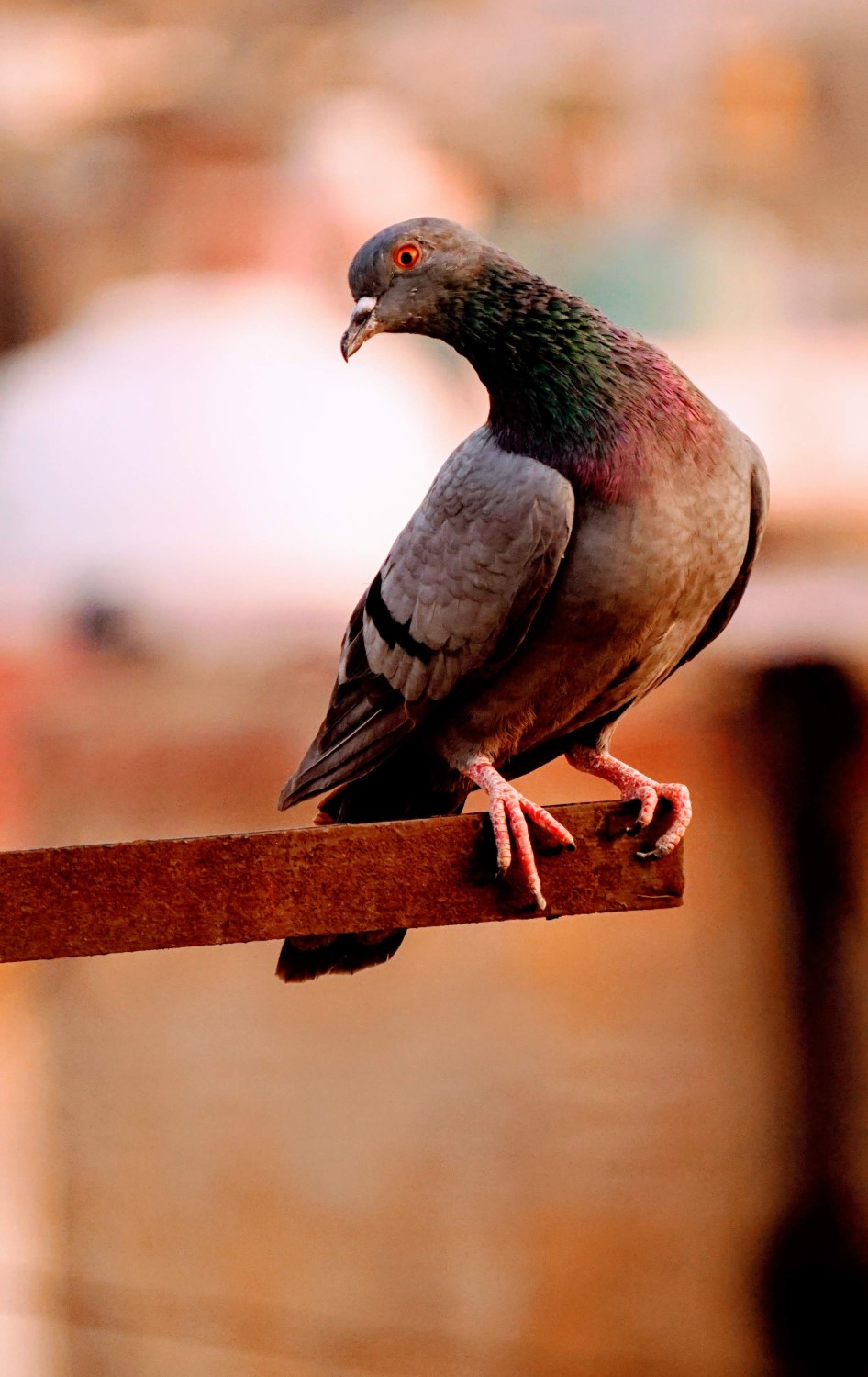 yash neer