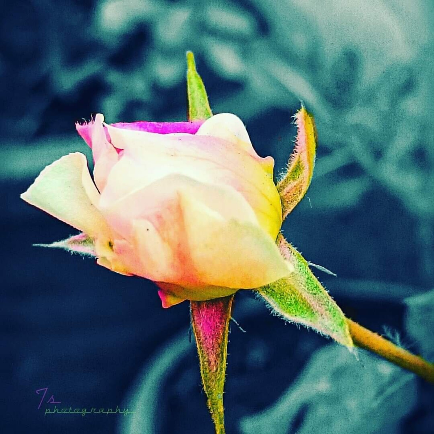 Tarun Sharma