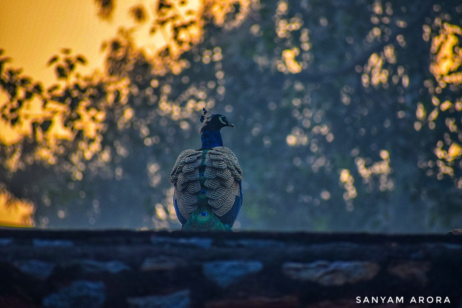 Sanyam Arora
