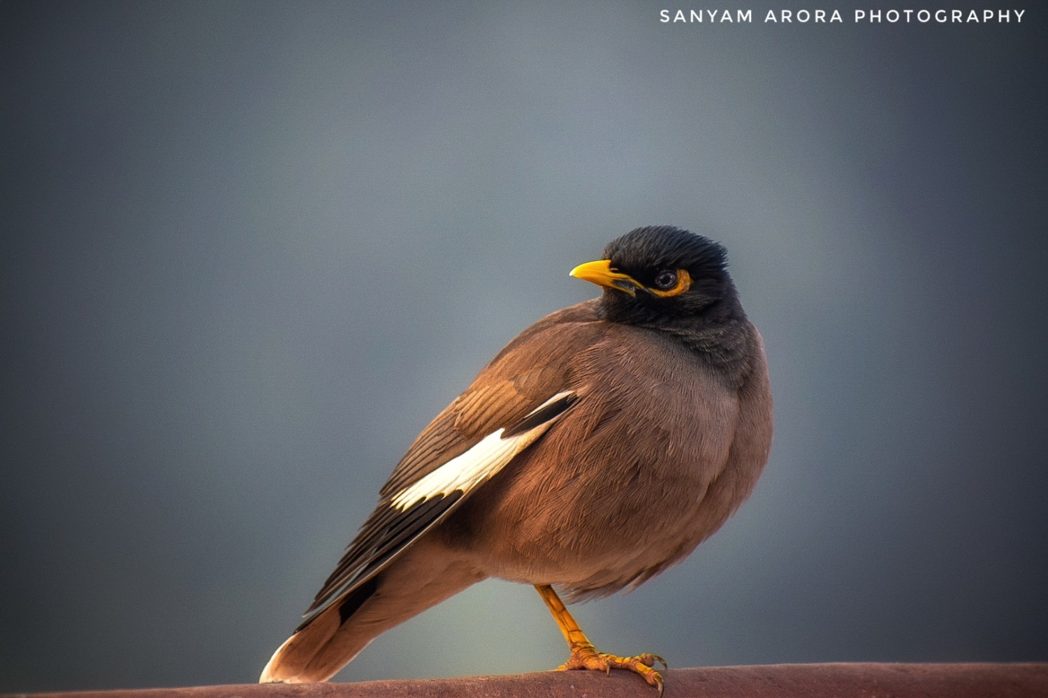 Sanyam Arora