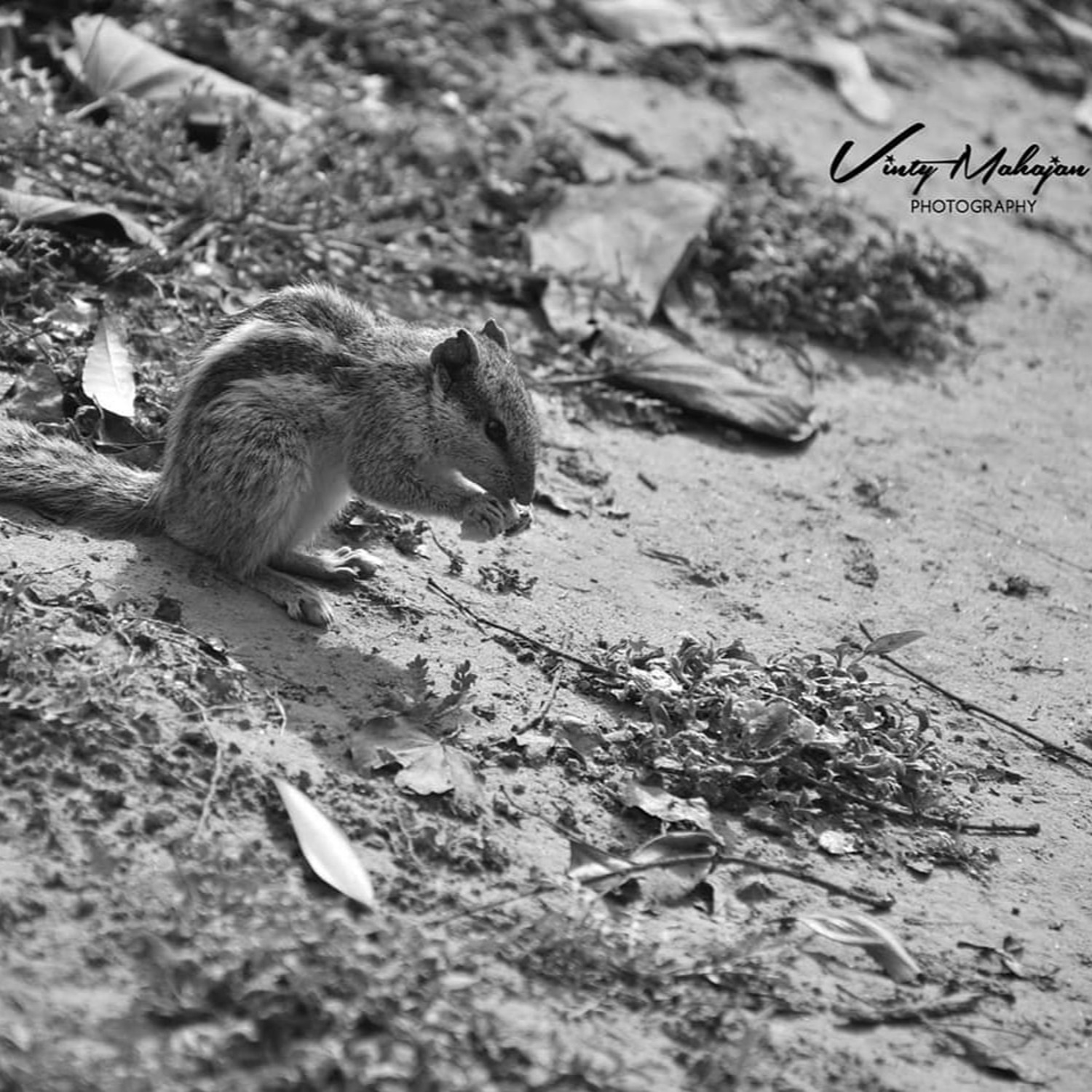 Vinty Mahajan Photography