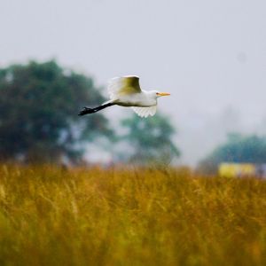 Aravind Arjun